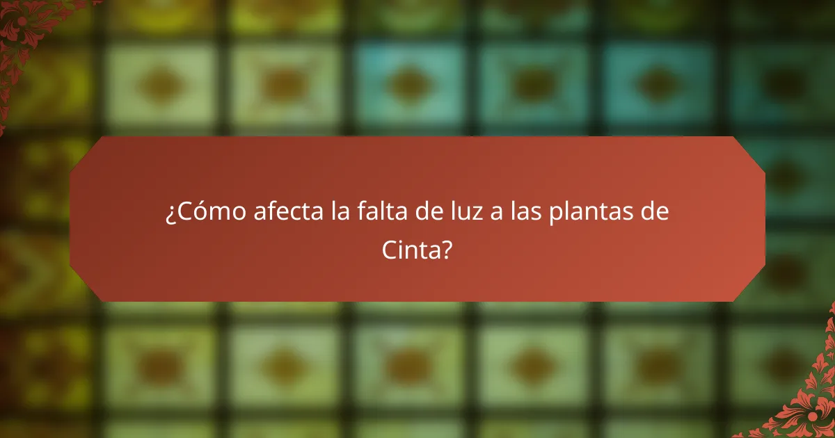¿Cómo afecta la falta de luz a las plantas de Cinta?
