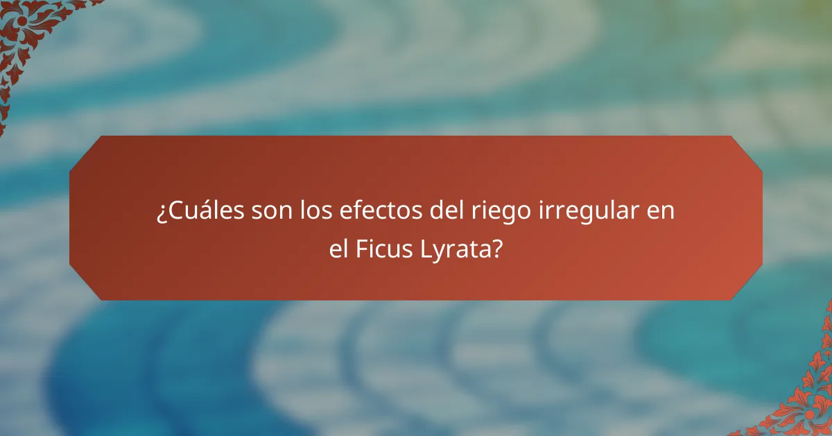 ¿Cuáles son los efectos del riego irregular en el Ficus Lyrata?