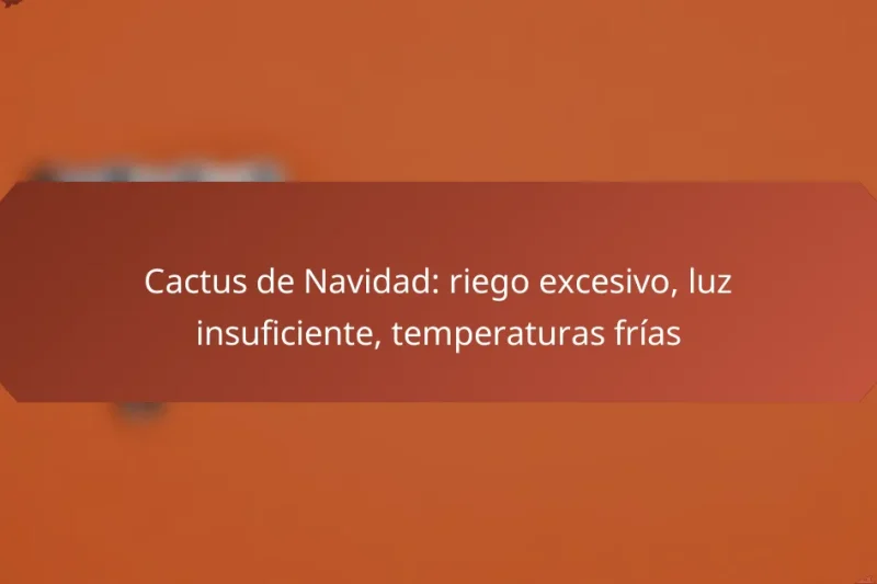 Cactus de Navidad: riego excesivo, luz insuficiente, temperaturas frías