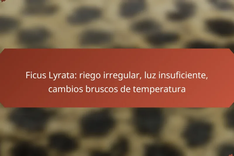 Ficus Lyrata: riego irregular, luz insuficiente, cambios bruscos de temperatura