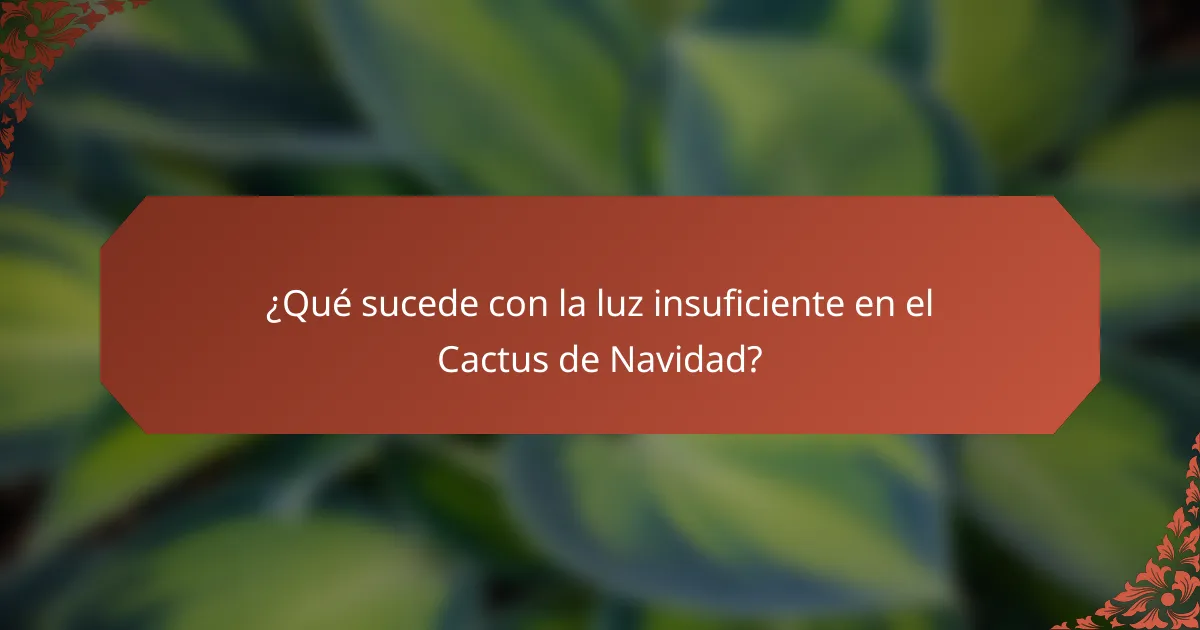 ¿Qué sucede con la luz insuficiente en el Cactus de Navidad?
