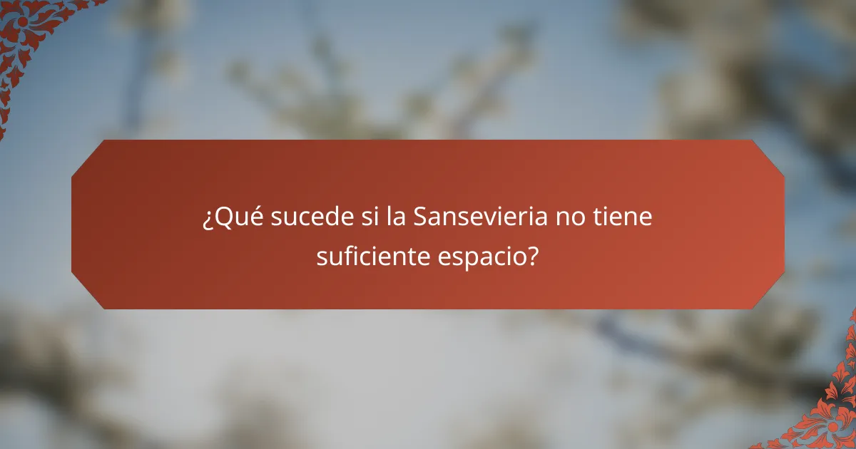 ¿Qué sucede si la Sansevieria no tiene suficiente espacio?